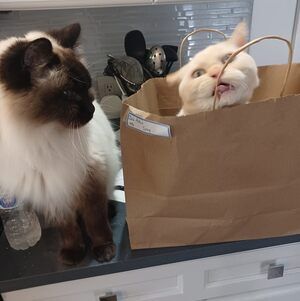 Meet your Posher, Debra